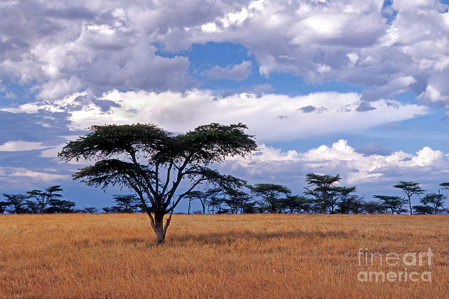 Clouds over the Masai Mara Photograph by Sandra Bronstein