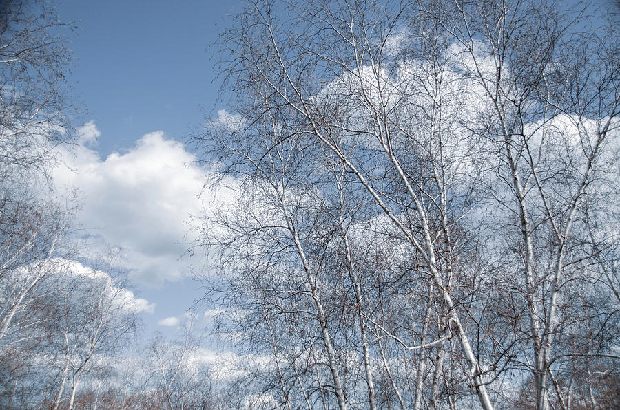 Cloudy Blue Sky and Trees Photograph by Julie Palencia