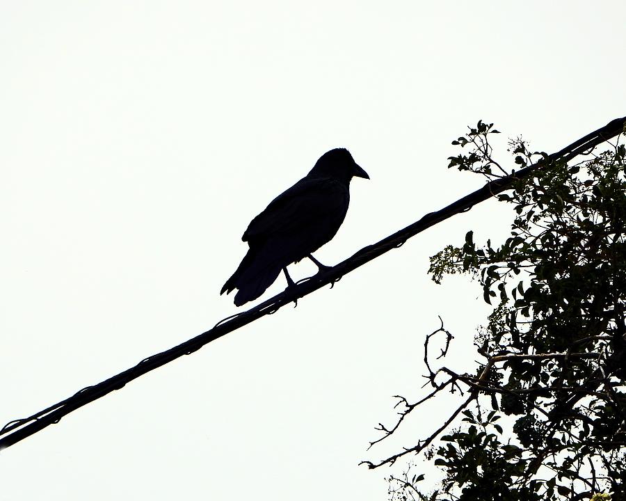 Cloudy Crow Photograph by Andrew Lawrence