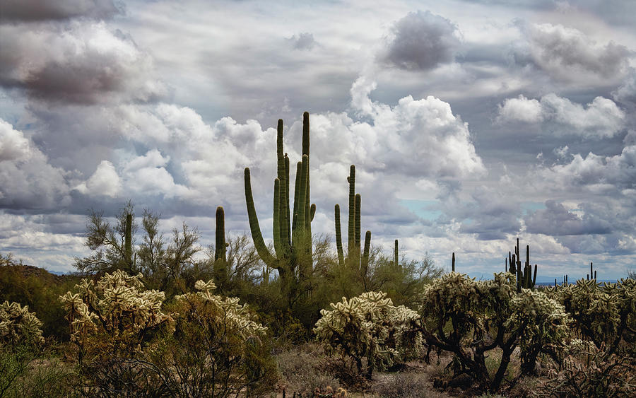 Cloudy Day In The Sonoran  Photograph by Saija Lehtonen