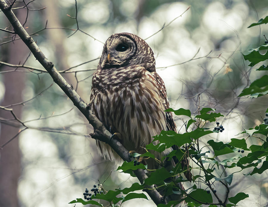Cloudy Day Owl  Photograph by Chad Meyer