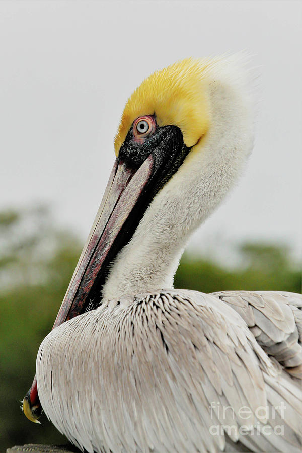 Cloudy Day Pelican Photograph by Joanne Carey
