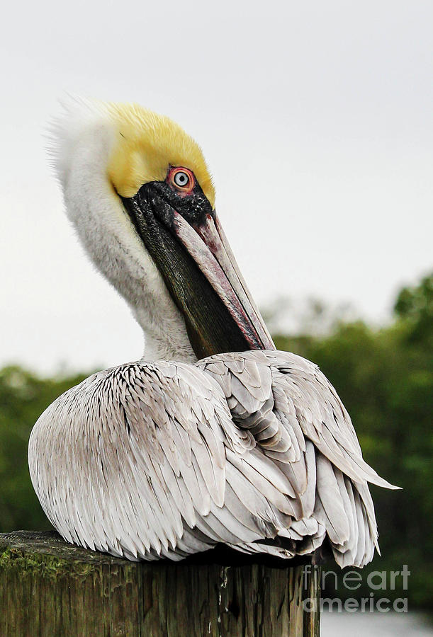 Cloudy Day Pelican Two Photograph by Joanne Carey
