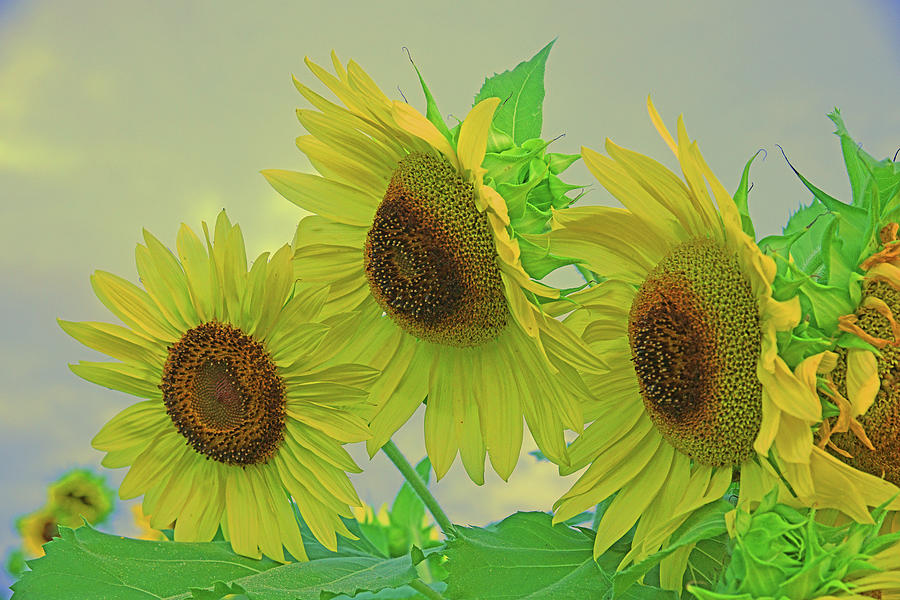 Cloudy Day Sunflowers Photograph