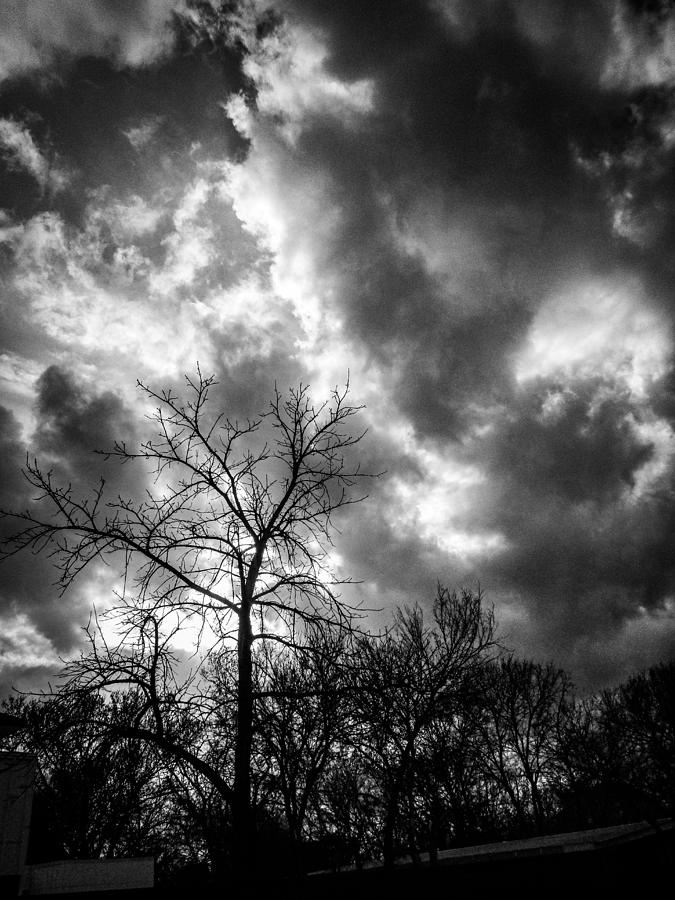 Cloudy Day Trees Photograph by W Craig Photography