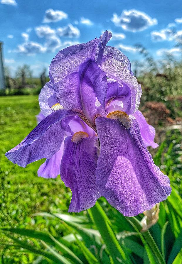 Cloudy Iris  Photograph by Jame Hayes