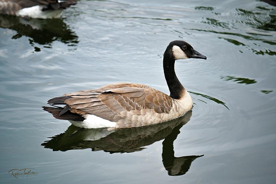 Cloudy Morning Canadian Goose Photograph by Russ Taylor | Fine Art America