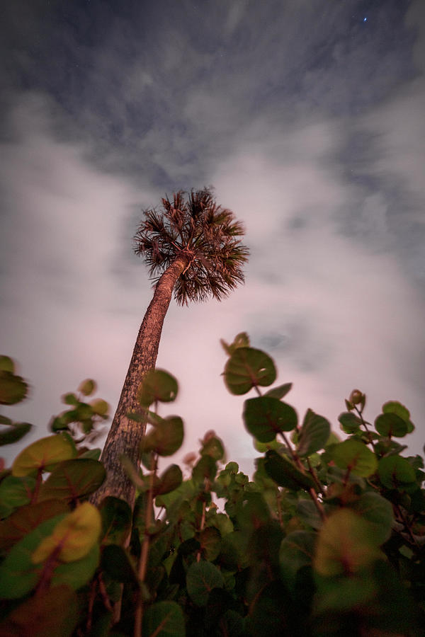 Cloudy Palm Photograph
