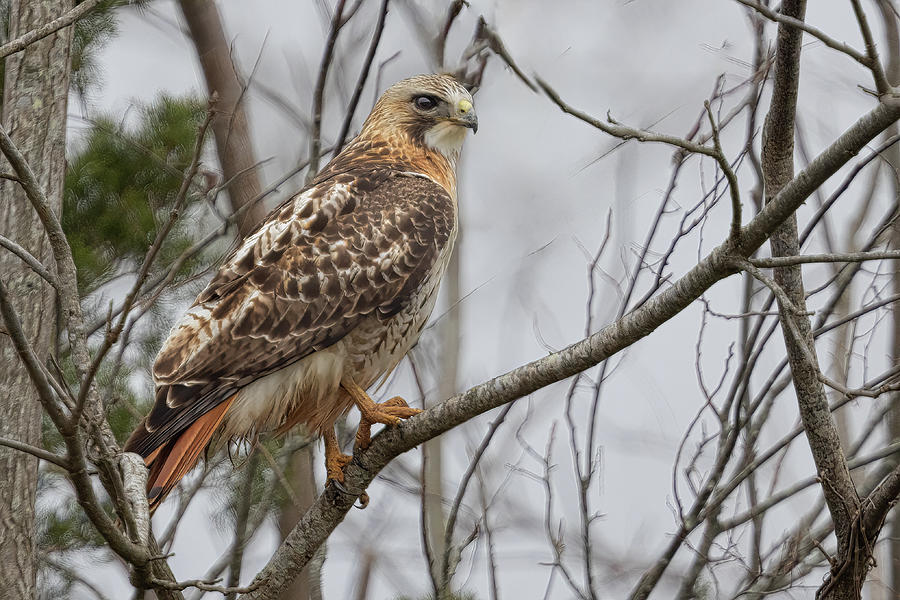 Cloudy Red Tail Photograph by Jim E Johnson