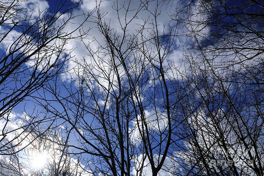 Cloudy sky and bare trees Photograph by Kevin Richardson - Pixels