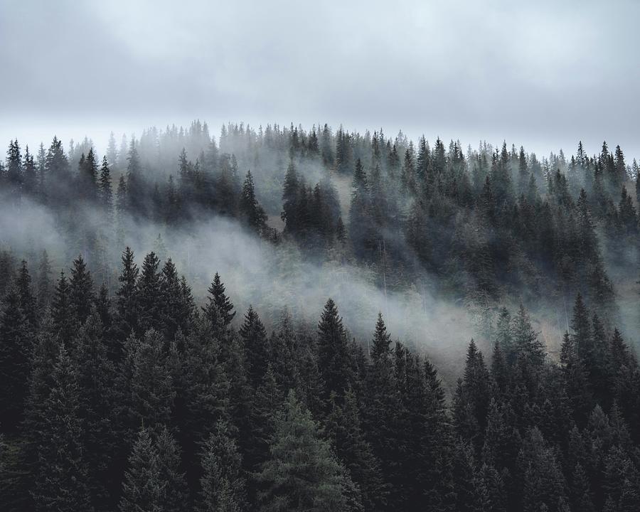 Cloudy trees Photograph by Rodrigo Scheipel | Pixels