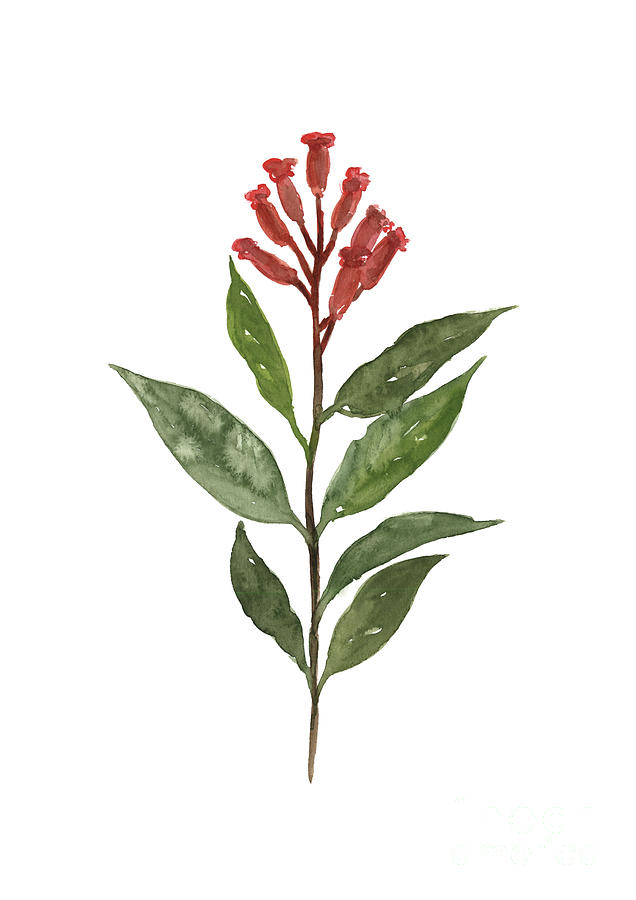 cloves spice plant