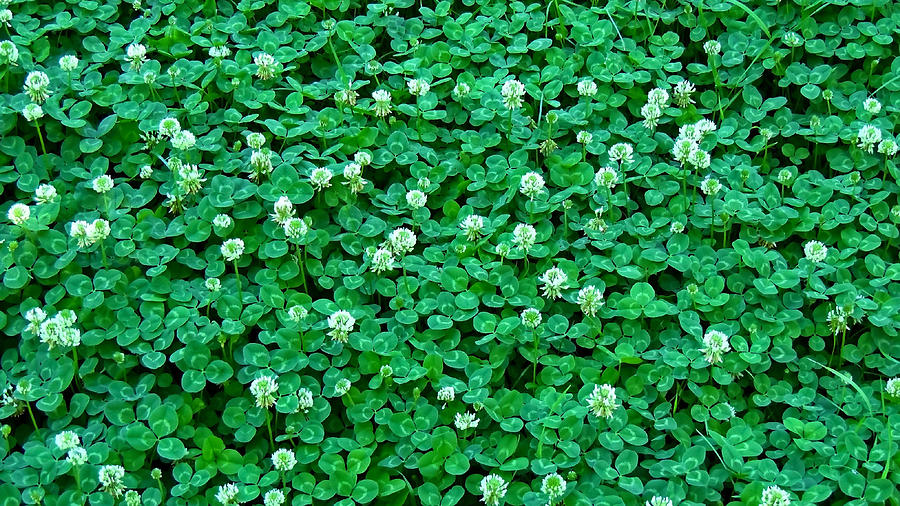 Clover,  backgrounds Photograph by Ibraman3012