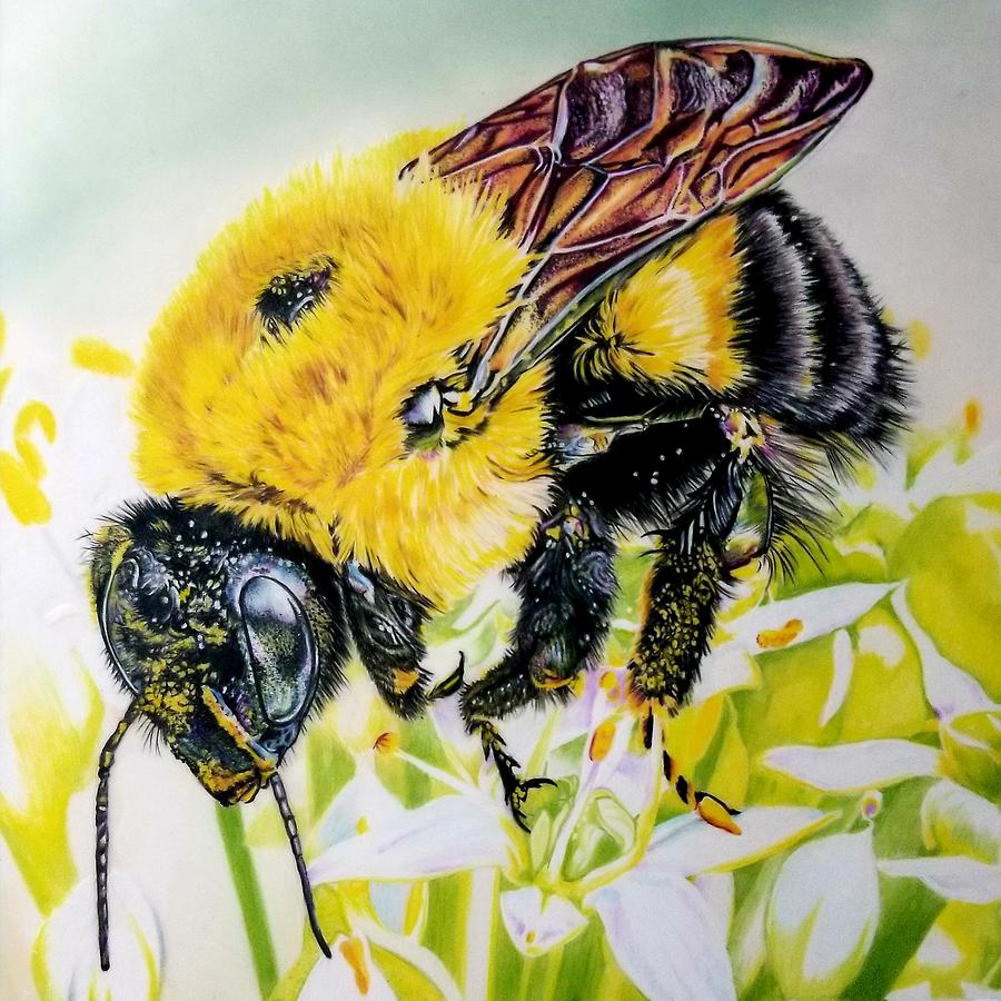 Clover Bee Drawing by Kelly Speros