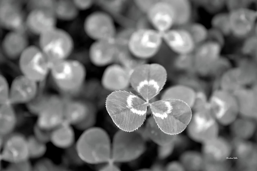 Clover Black and White Photograph by Christina Rollo