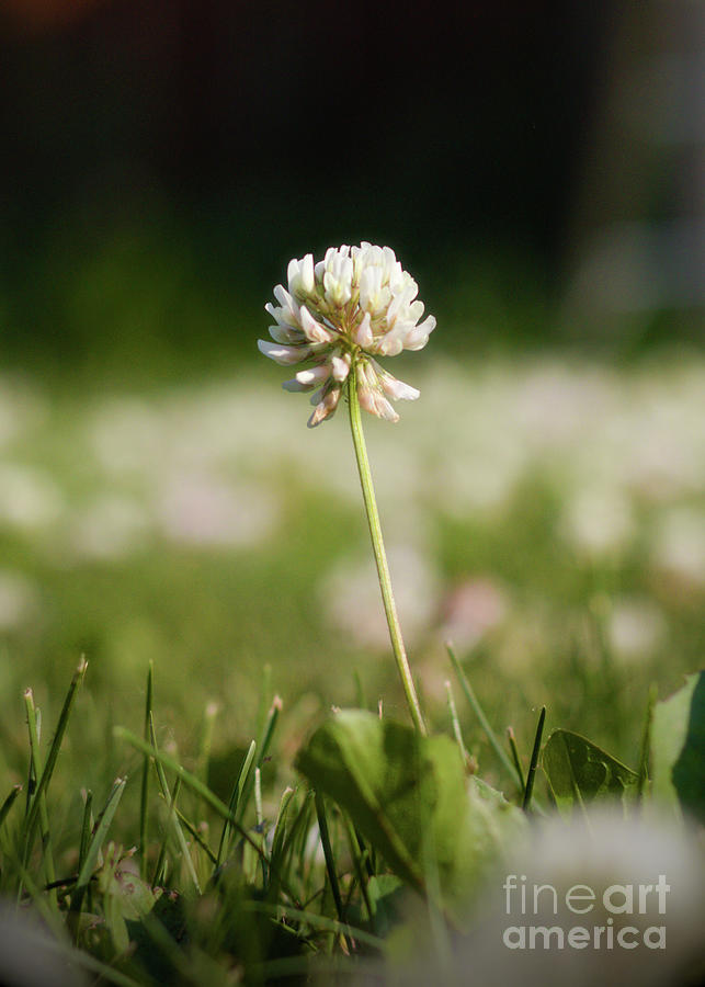 Clover Blossom Photograph by Ross Coleman Clover Blossom Photograph by Ross Coleman