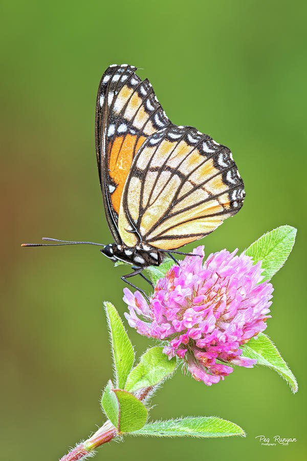 Butterfly Photograph - Clover Cutie by Peg Runyan