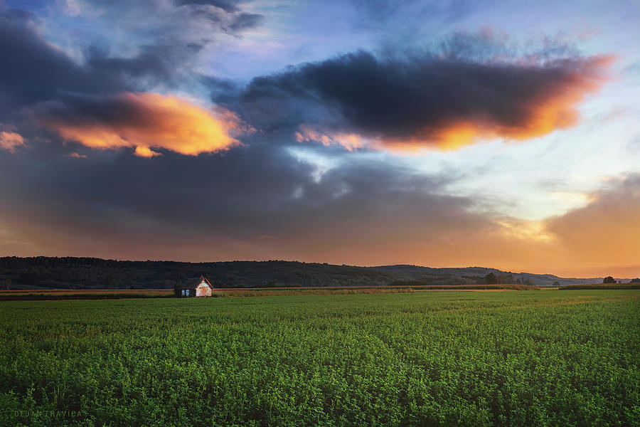 Clover field at sunset Photograph by Dejan Travica Clover field at sunset Photograph by Dejan Travica
