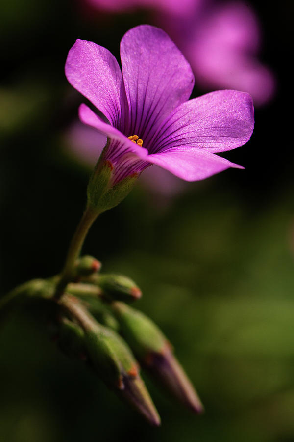 Nature Photograph - Clover Flower by Agustin Uzarraga