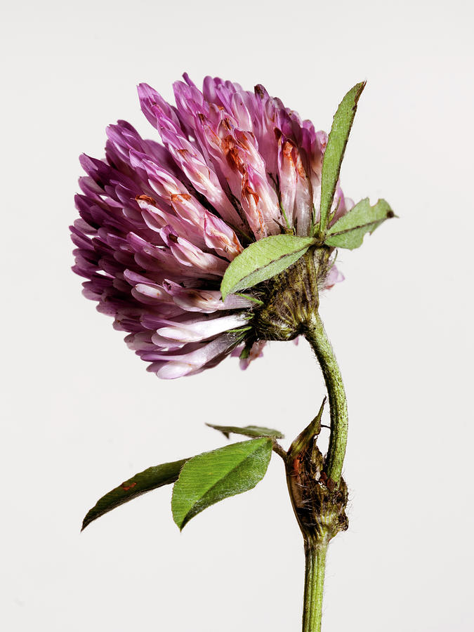 Portrait Photograph - Clover Flower Part 2 by Nailia Schwarz