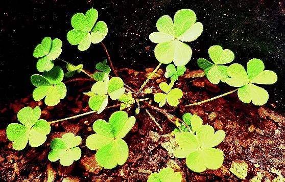  Clover Plant Photograph by Loraine Yaffe