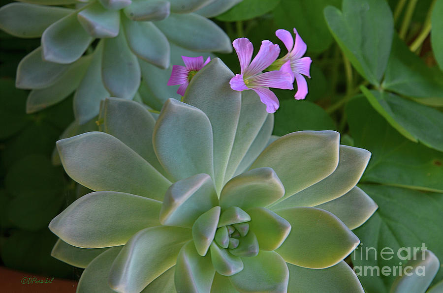 Clover Succulent and Purple Photograph by Debby Pueschel