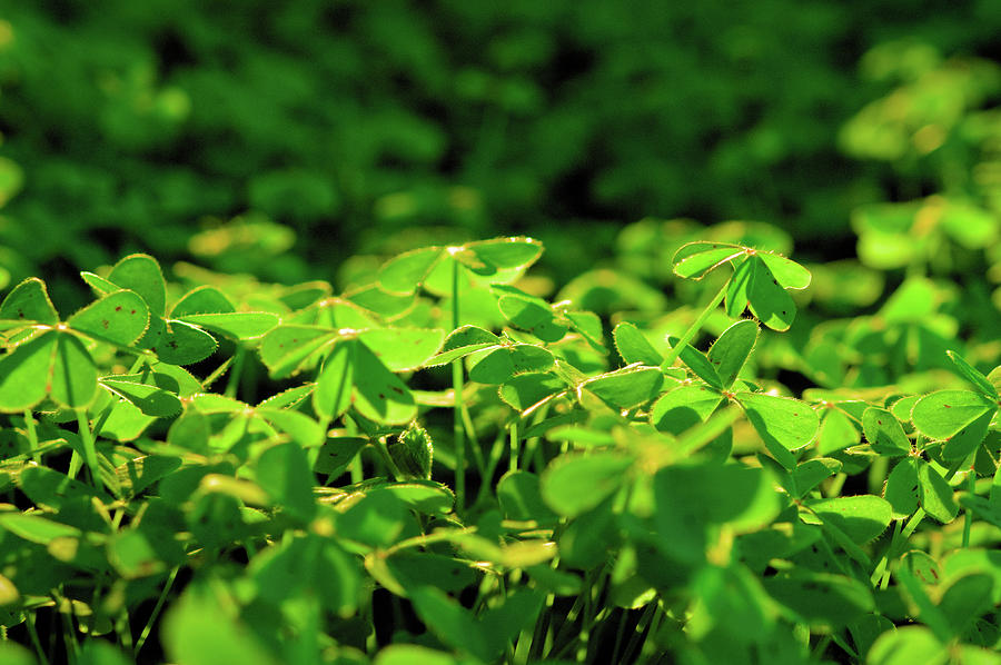 Clovers covered by warm light Photograph by Angelo DeVal