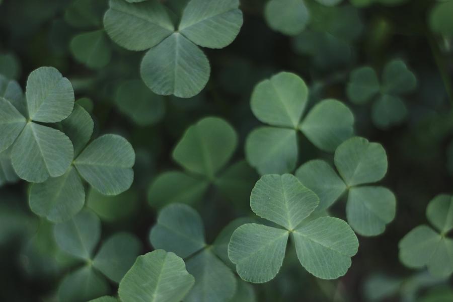 Clovers Photograph by Stephanie Hollingsworth