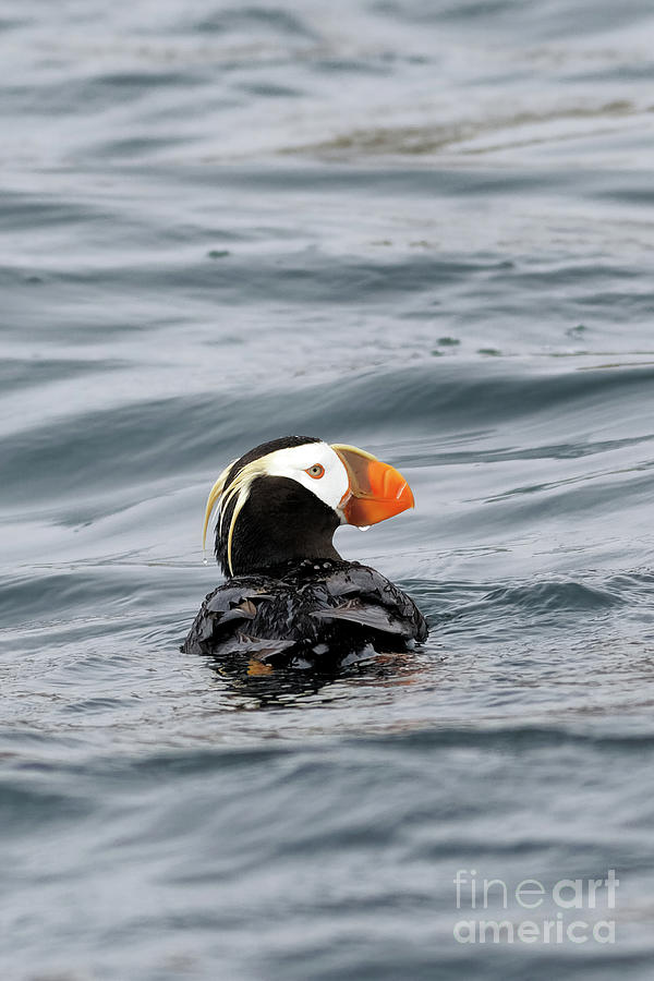 Clown Bird Puffin Photograph by Natural Focal Point Photography