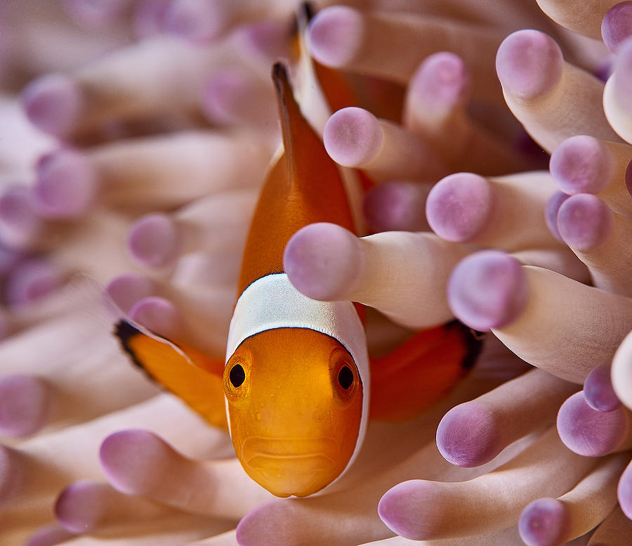 Clown fish in anemone Photograph by Aleksei Permiakov