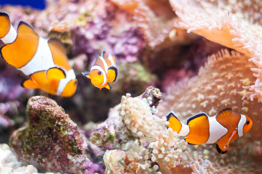 Clown fishes family Photograph by photo by Rubén Chase Carbó