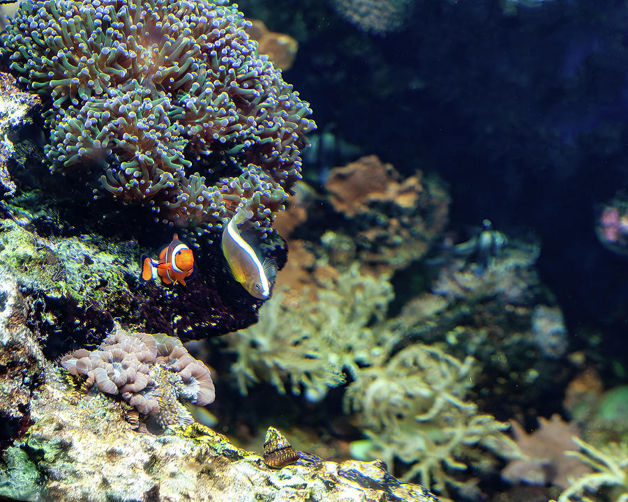Clownfish 001 Photograph by Flees Photos