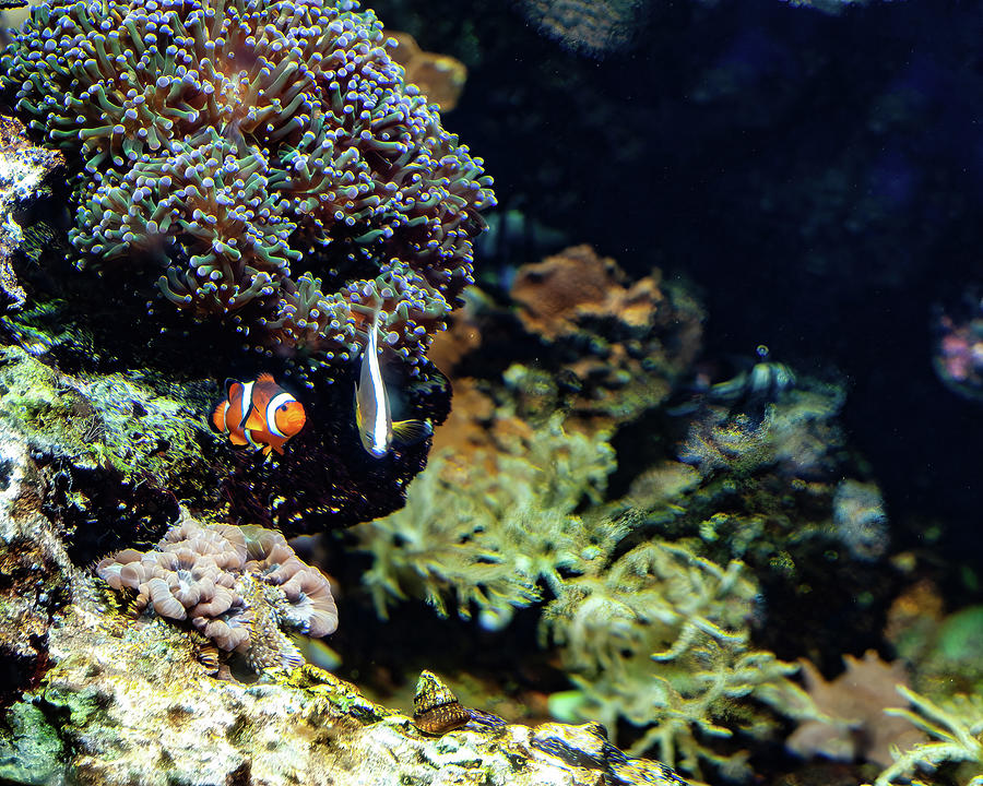 Clownfish 002 Photograph by Flees Photos