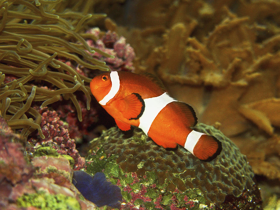 Clownfish (Amphiprion ocellaris) Photograph by Medioimages/Photodisc