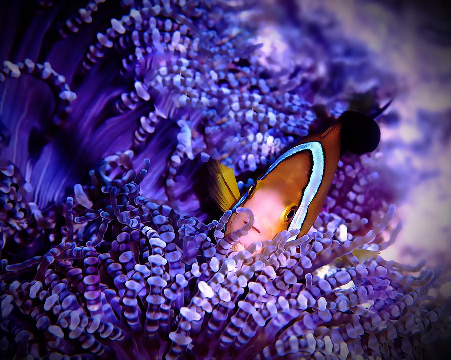 Clownfish And Anenome Photograph