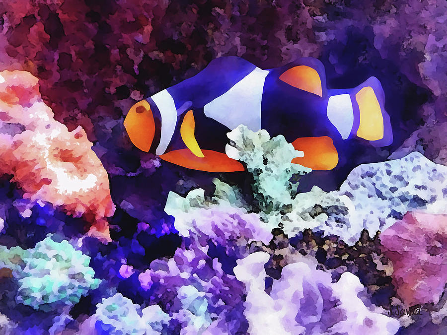 Fish Photograph - Clownfish and Coral by Susan Savad