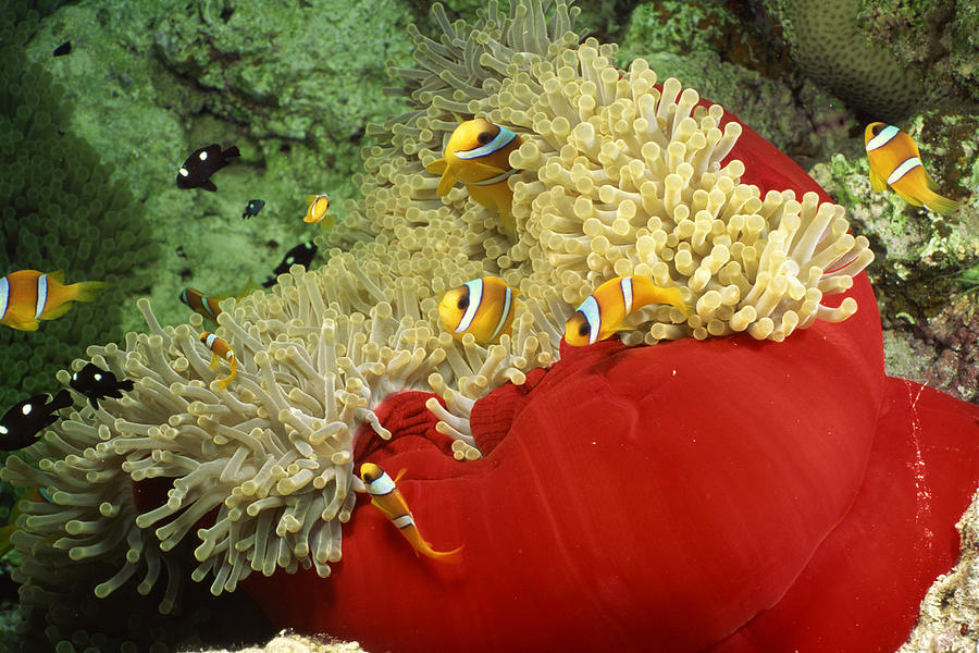Clownfish and sea anemone Photograph by Comstock Images