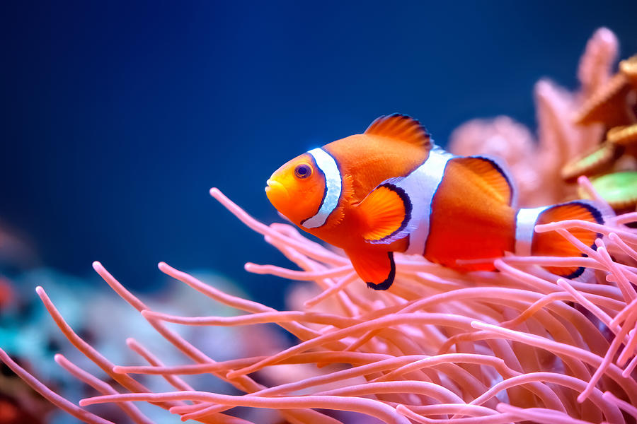 Clownfish Photograph by Antagain Clownfish Photograph by Antagain