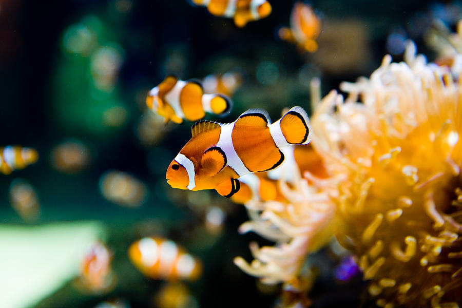 Clownfish Photograph by RapidEye