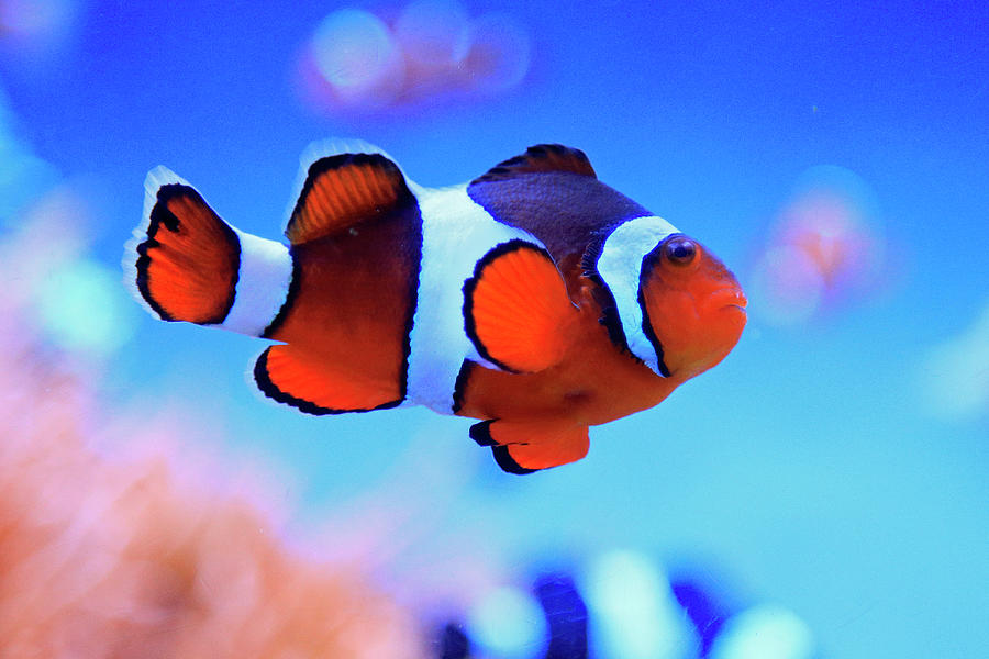 Clownfish Photograph by Shoal Hollingsworth