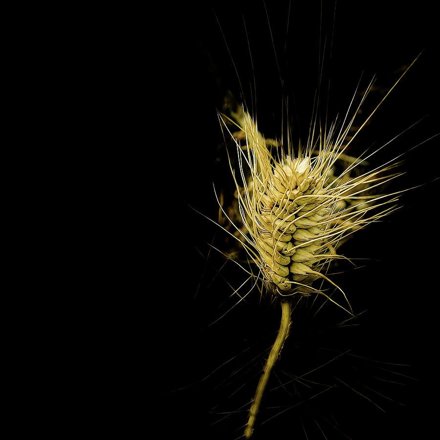Nature Photograph - Club Head Wheat by David Patterson