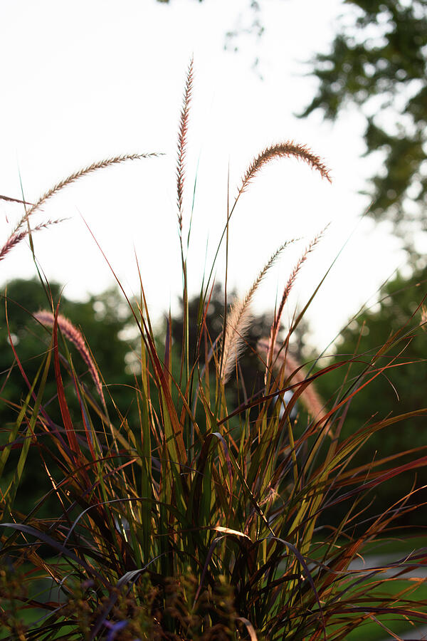 Clump of grass Photograph by Thierry Lach Clump of grass Photograph by Thierry Lach