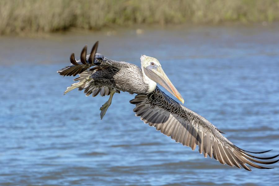 Clumsy Flight Photograph by Mark Stephens - Fine Art America