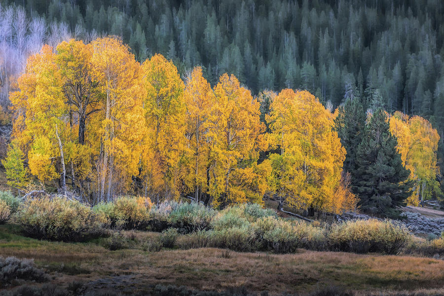 Cluster of Aspens in the Eastern Sierras Photograph by Alessandra RC