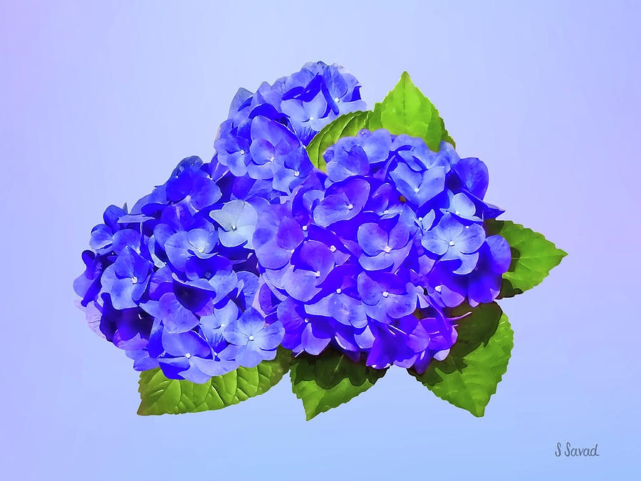 Cluster of Blue Hydrangea Photograph by Susan Savad