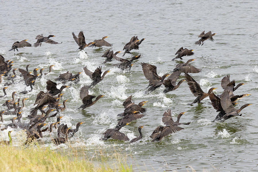Cluster of Cormorants Take Flight Photograph by Tony Hake