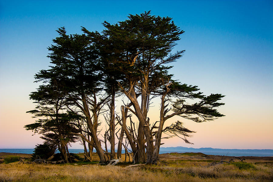 Cluster of Cypress trees on cliff overlooking Pacific Ocean at Ft. Bragg Photograph by Barbara Rich Cluster of Cypress trees on cliff overlooking Pacific Ocean at Ft. Bragg Photograph by Barbara Rich