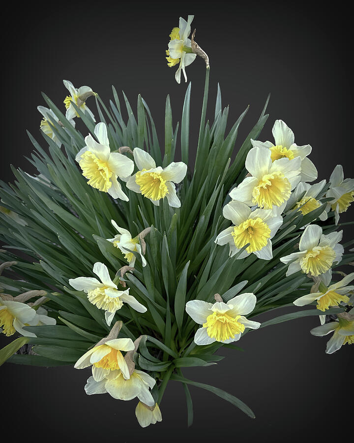 Nature Photograph - Cluster Of Daffodils by Daniel Beard
