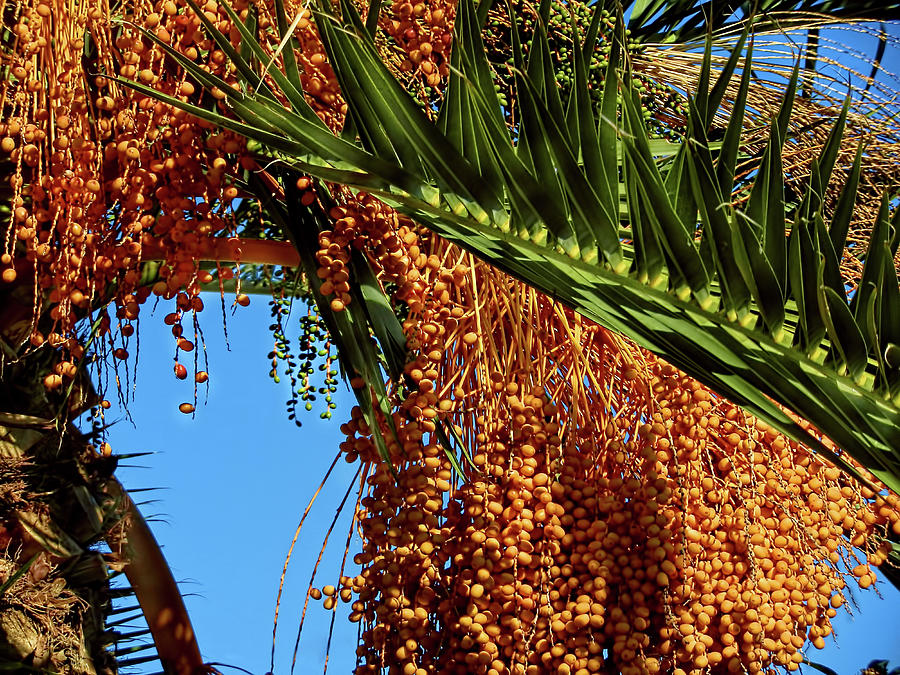 Cluster Of Dates On A Palm Tree Photograph by Alexandra's Photography ...