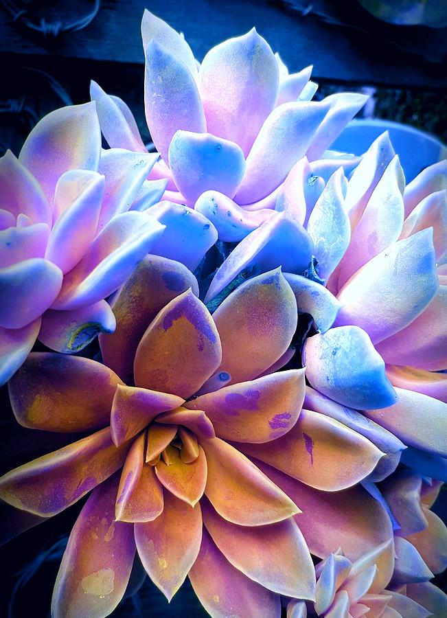 Cluster of Desert Roses Photograph by Loraine Yaffe